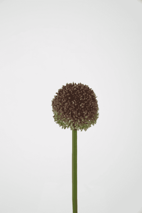 Allium uien bol kunst paars