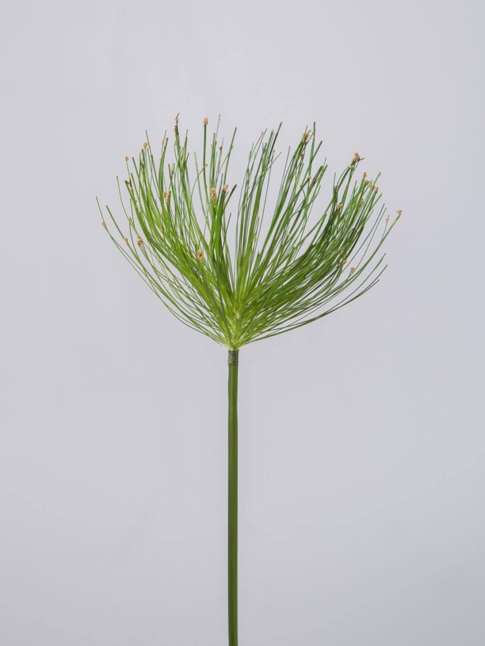 Papyrus kunsttak