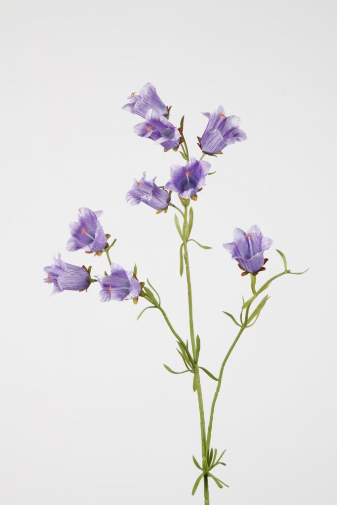 Campanula klokjesbloem paars 88 cm