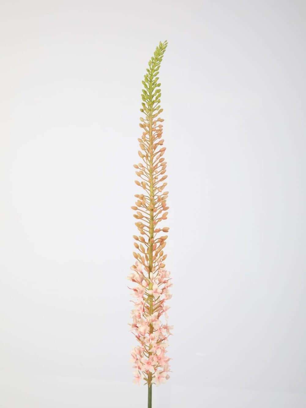 Eremurus Naald van cleopatra 130 cm