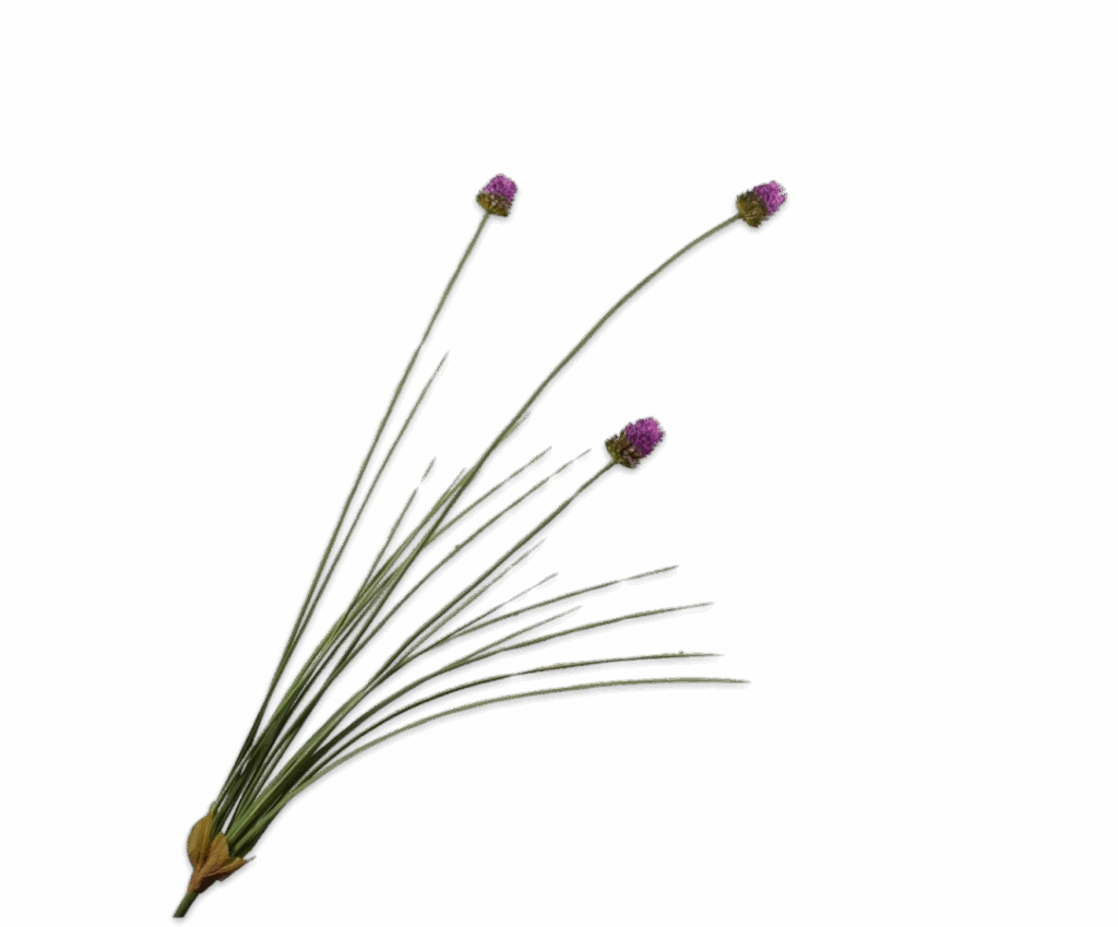 Allium tak paars Silk-ka vertakt