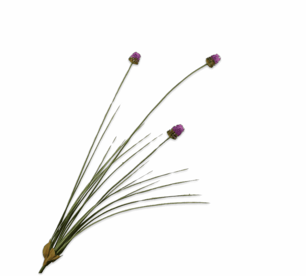 Allium tak paars Silk-ka vertakt