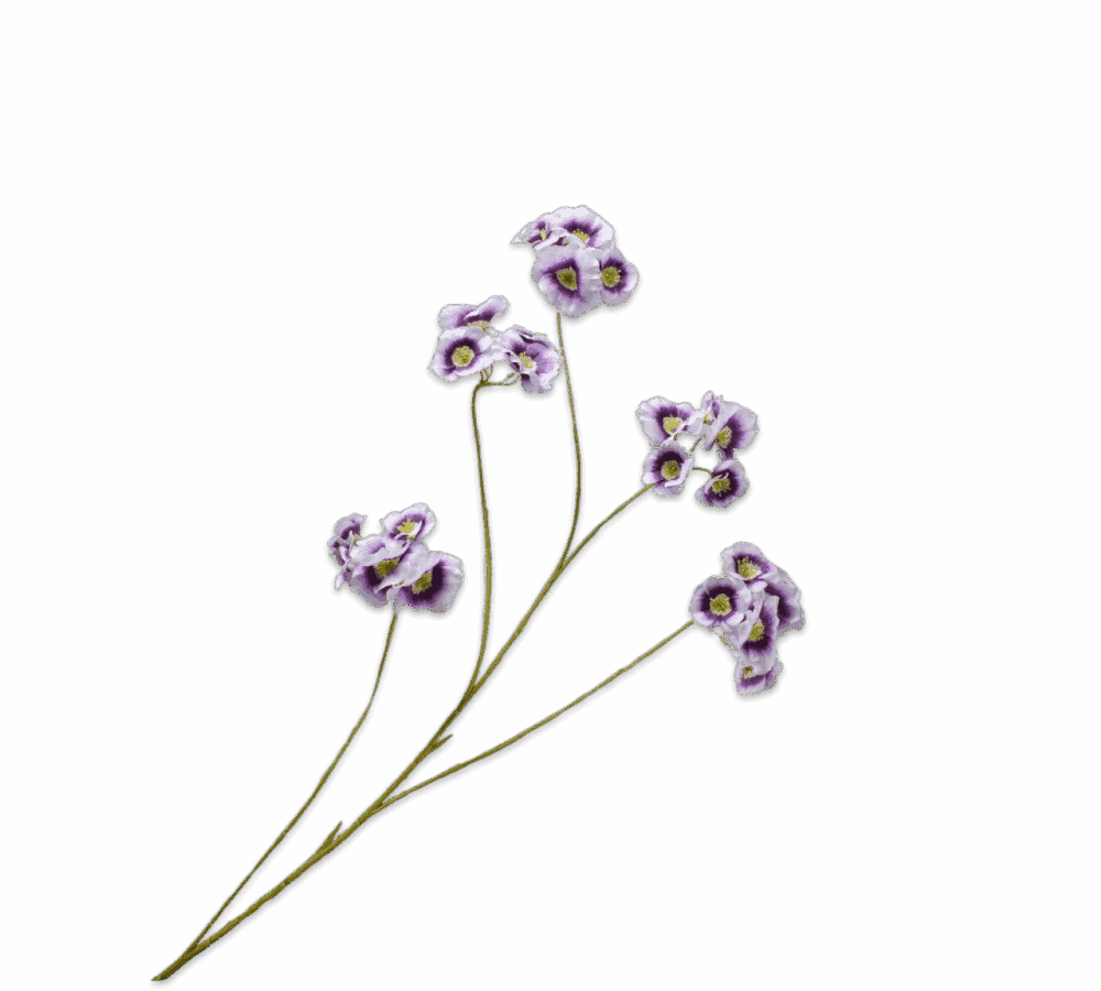 leucocoryne glory of the sun tak Silk-ka paars