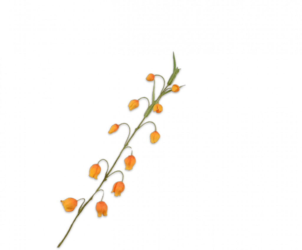 Sandersonia tak oranje Silk-ka