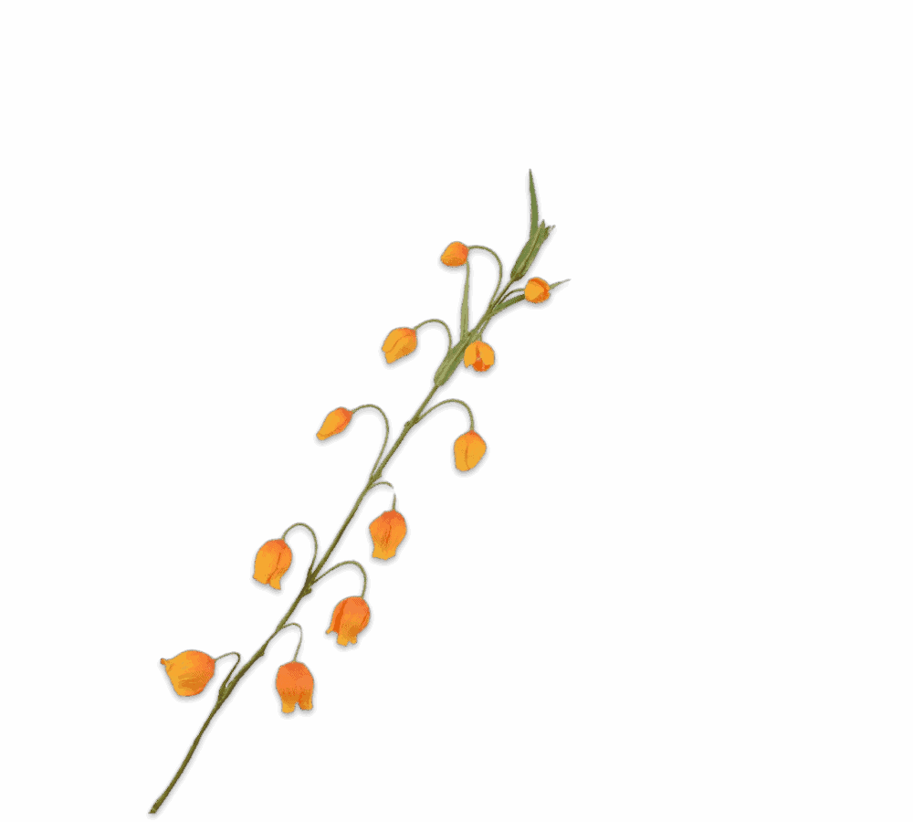 Sandersonia tak oranje Silk-ka