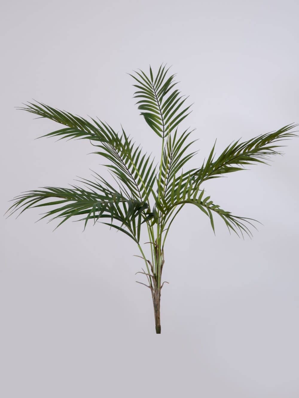 Areca palm steker85 cm