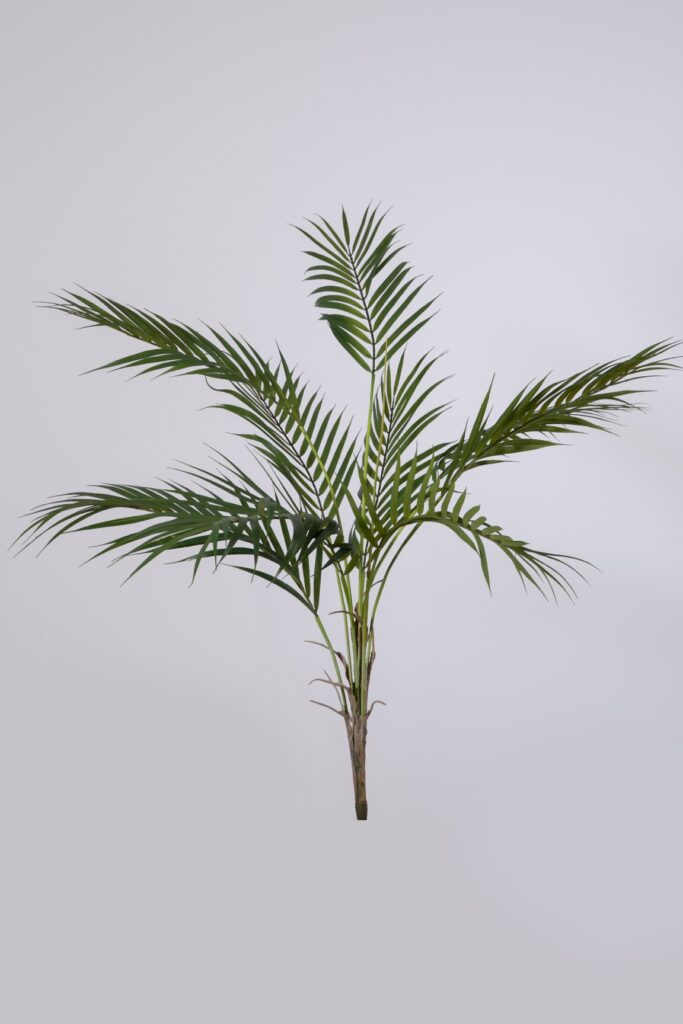 Areca palm steker85 cm