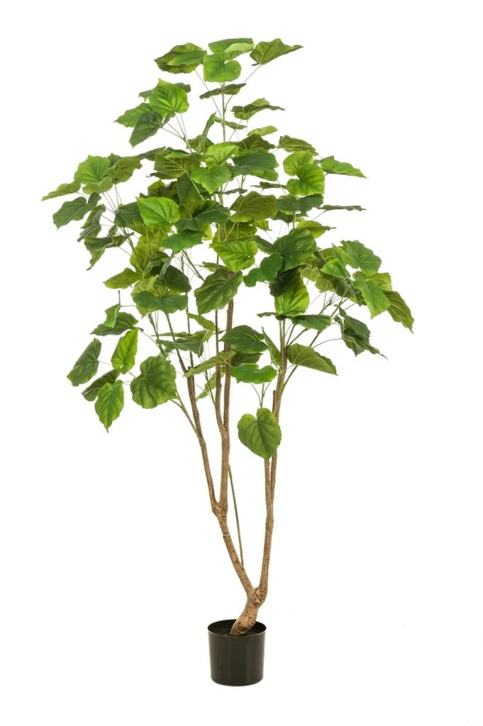 Kunstplant Ficus umbellata 180cm