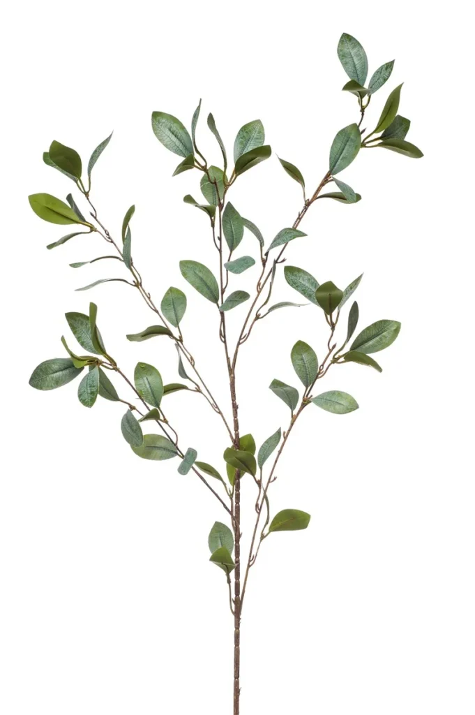 eucalyptus vertakt groen