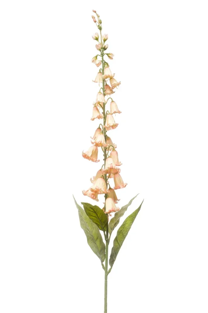 Campanula klokjesbloem peach 96 cm