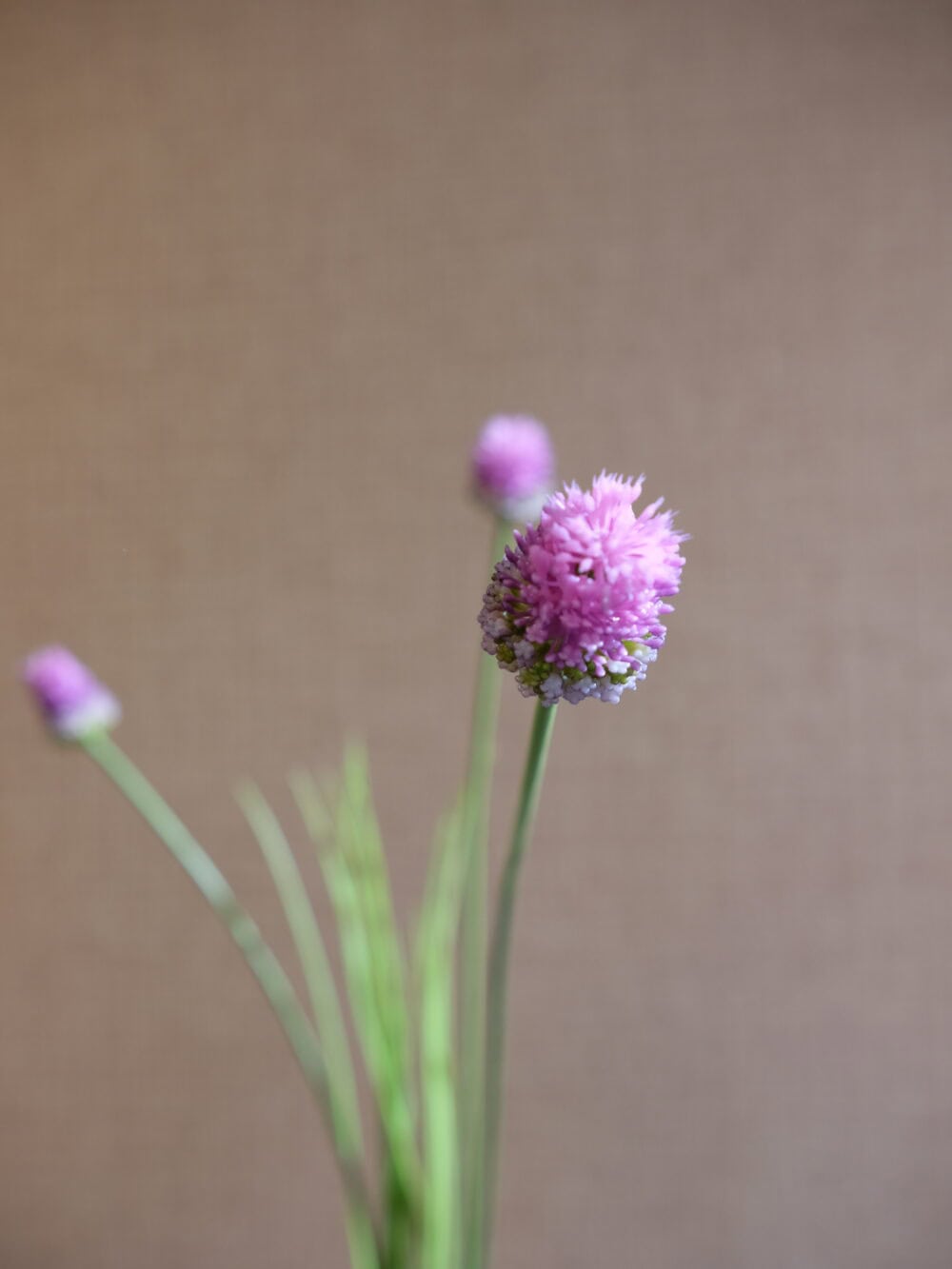 Allium vertakt