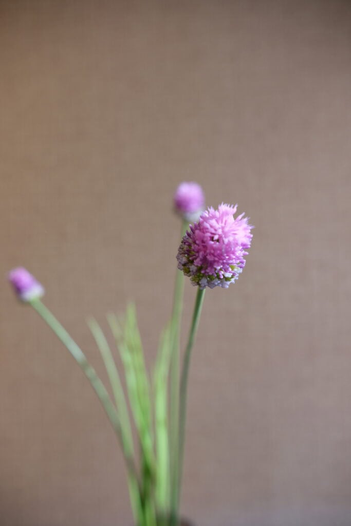 Allium vertakt