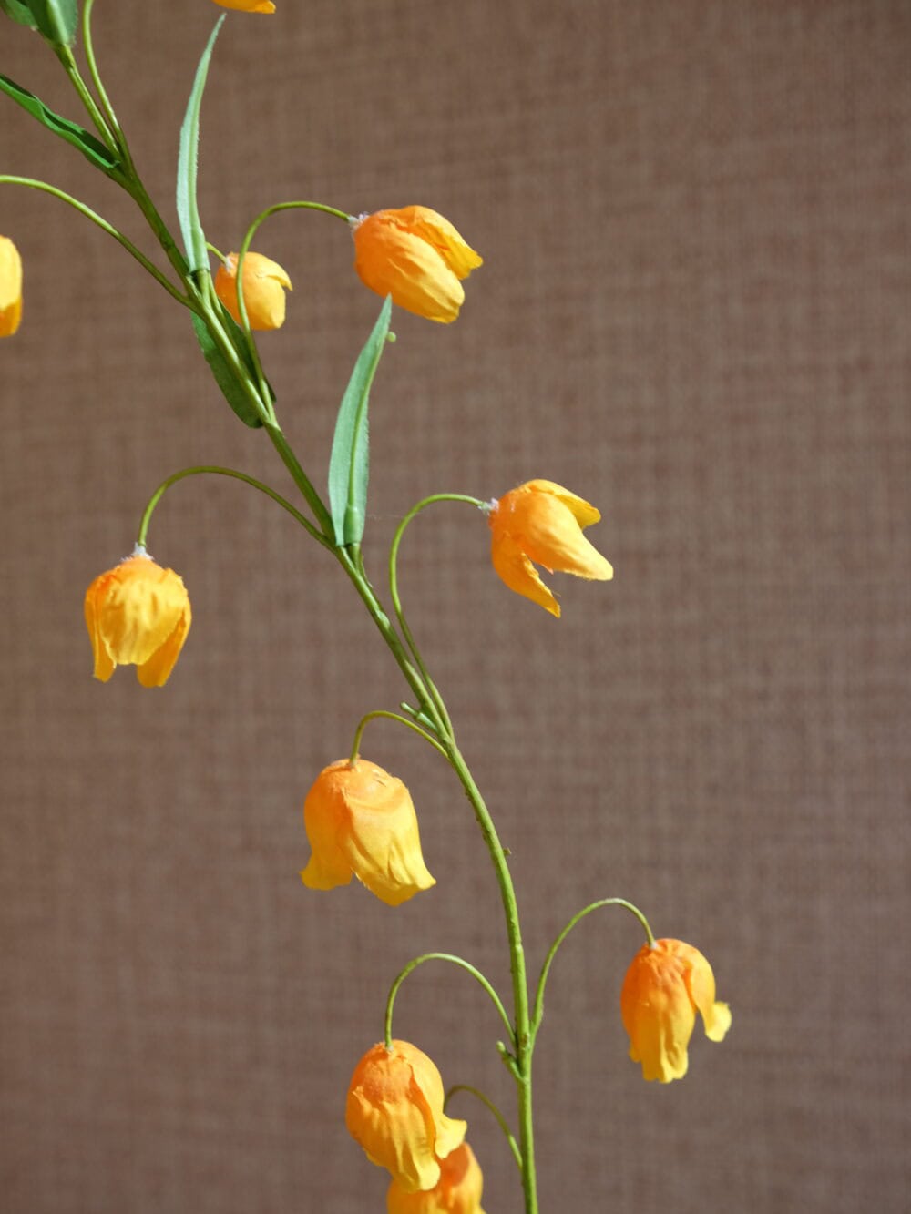sandersonia tak oranje