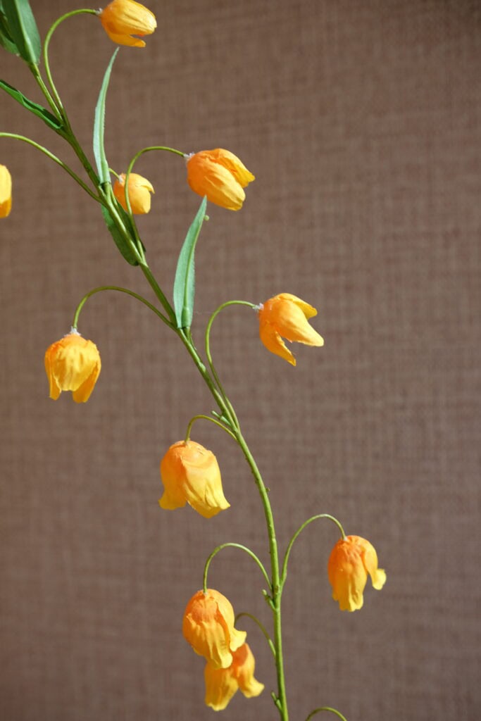 sandersonia tak oranje