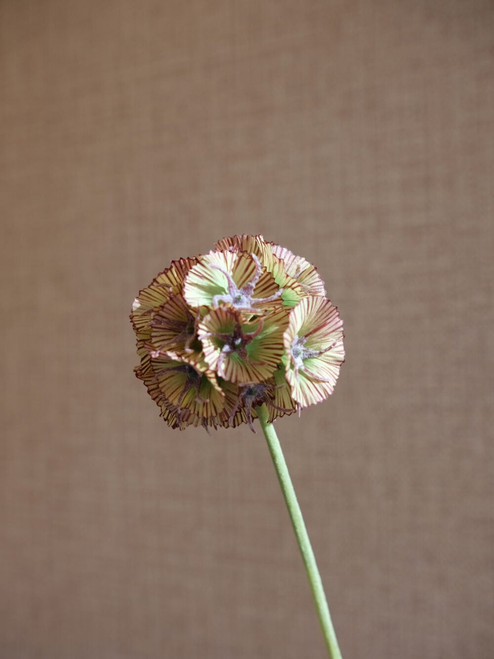 Scabiosa kunsttak