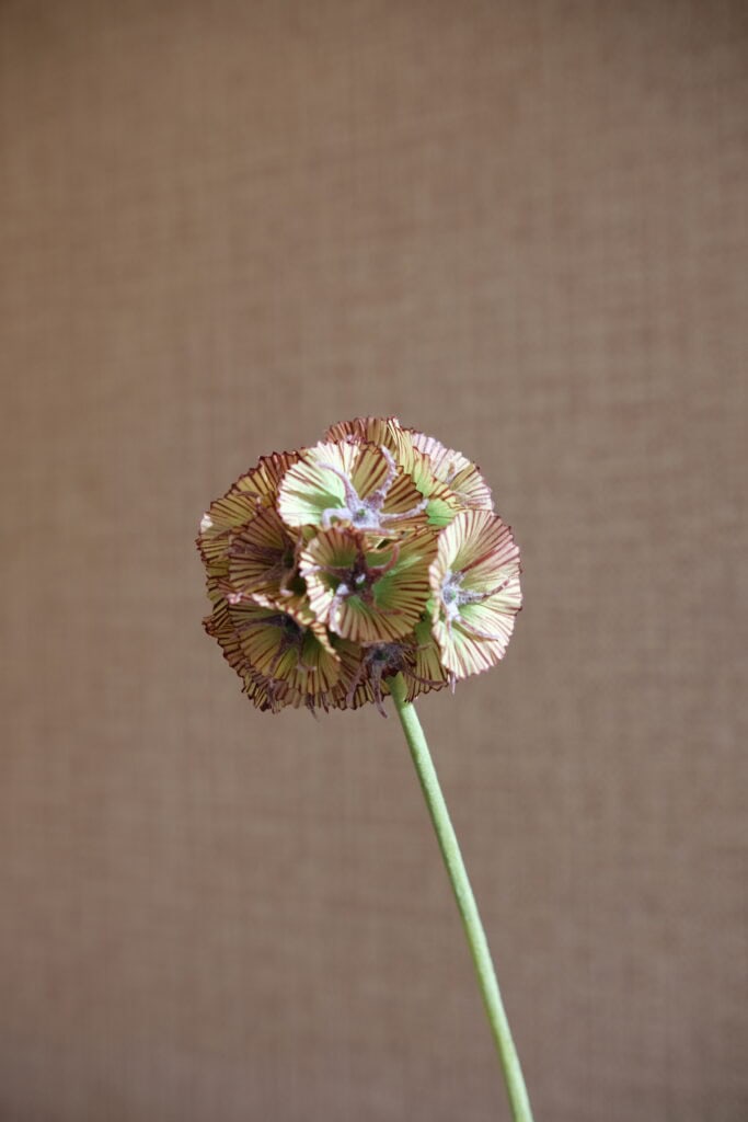 Scabiosa kunsttak