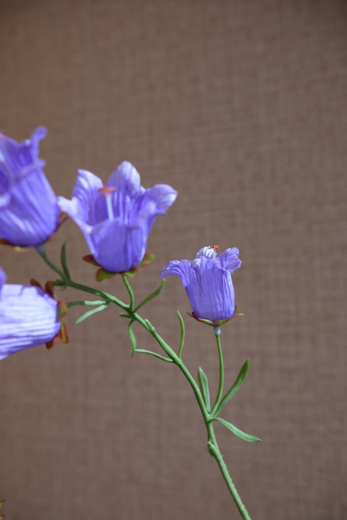 Campanula