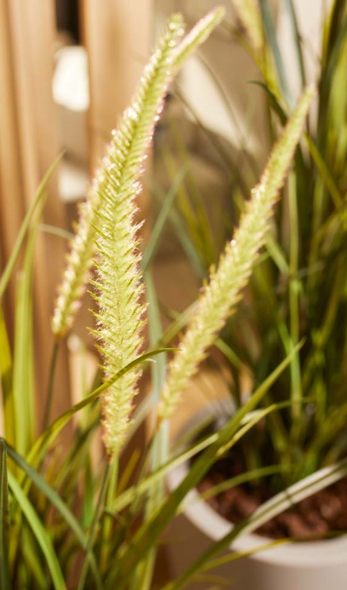 foxtail.png