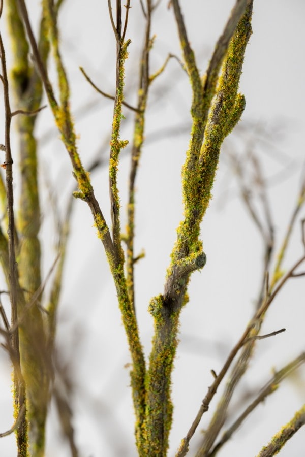 Houttak groen