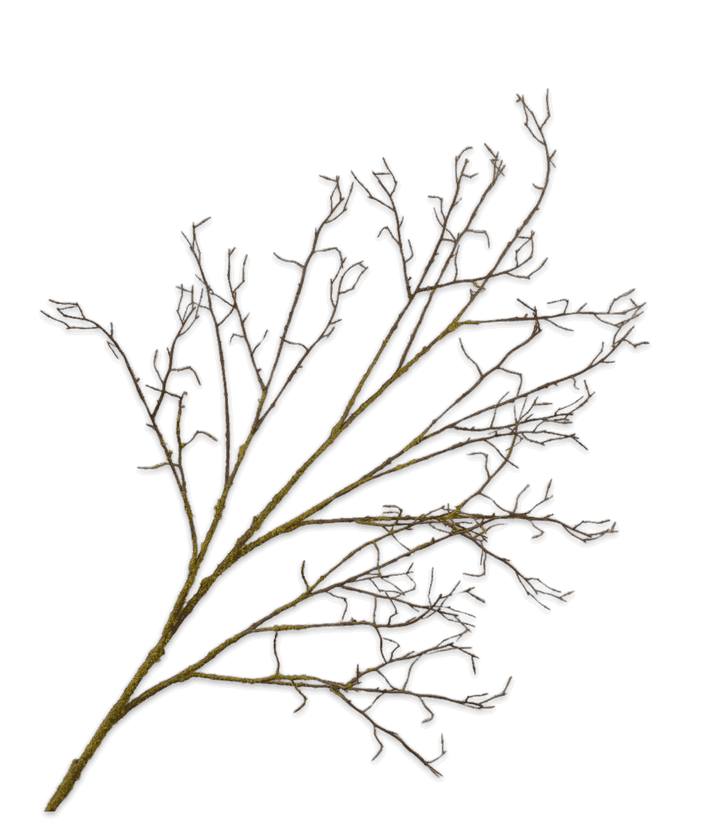 Basis hout tak bruin Silk-ka