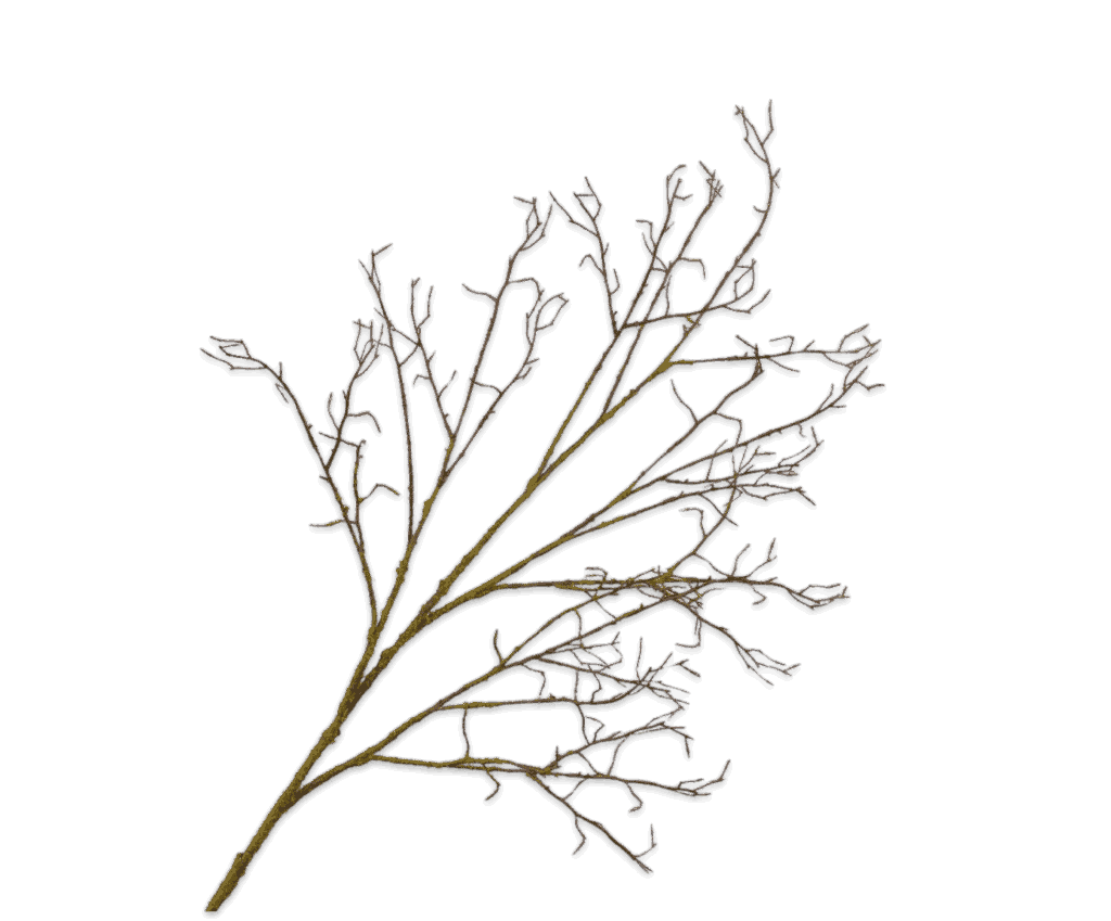 Basis hout tak bruin Silk-ka