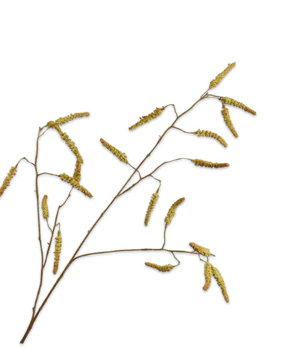 Wilgentak Silkka