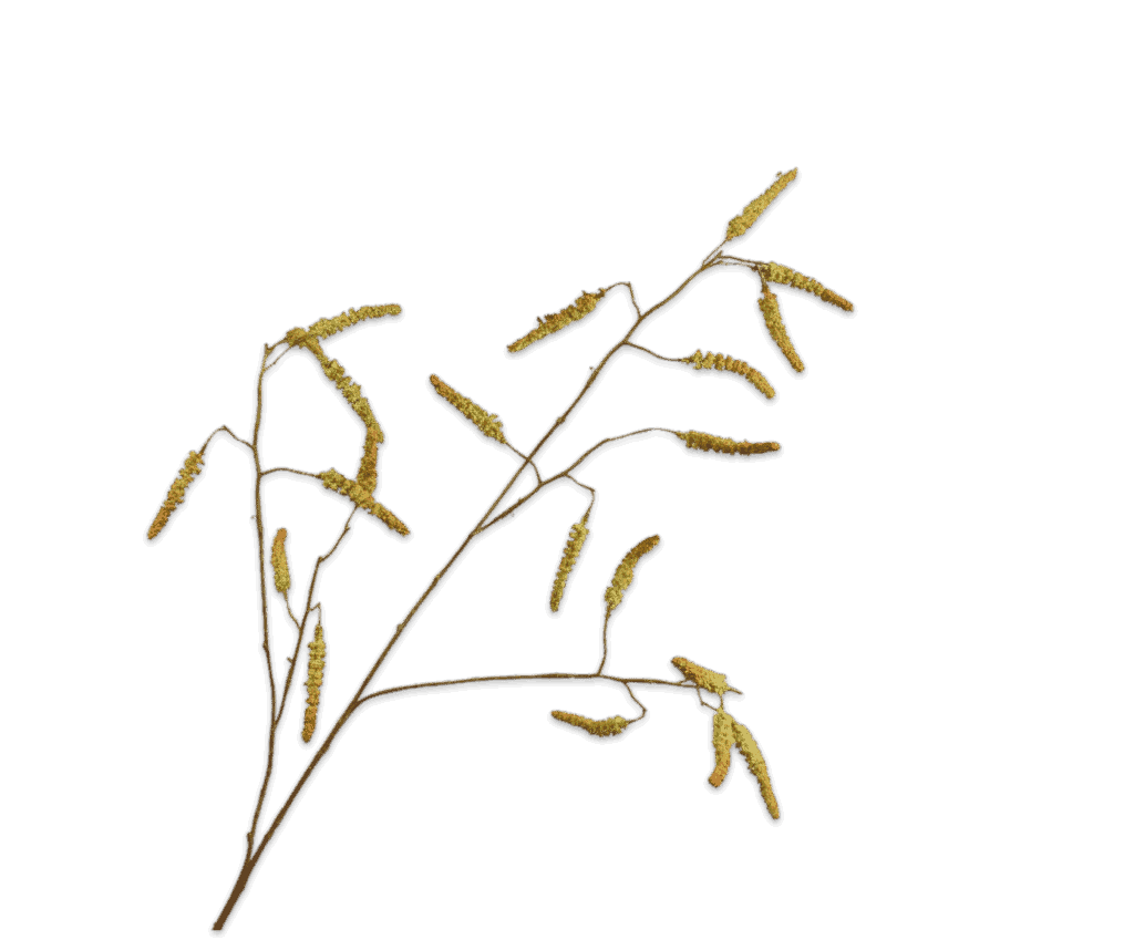 Wilgentak Silkka