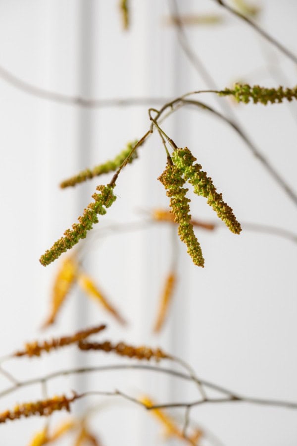 Silk-ka wilgentak groen bruin