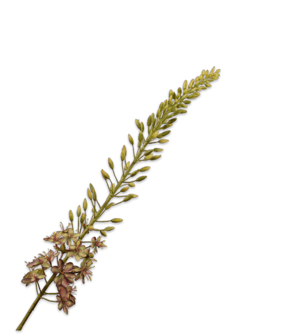 Silk-ka Eremurus steel bruin groen