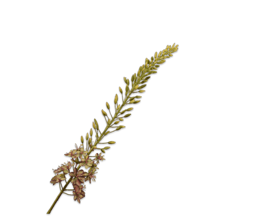Silk-ka Eremurus steel bruin groen