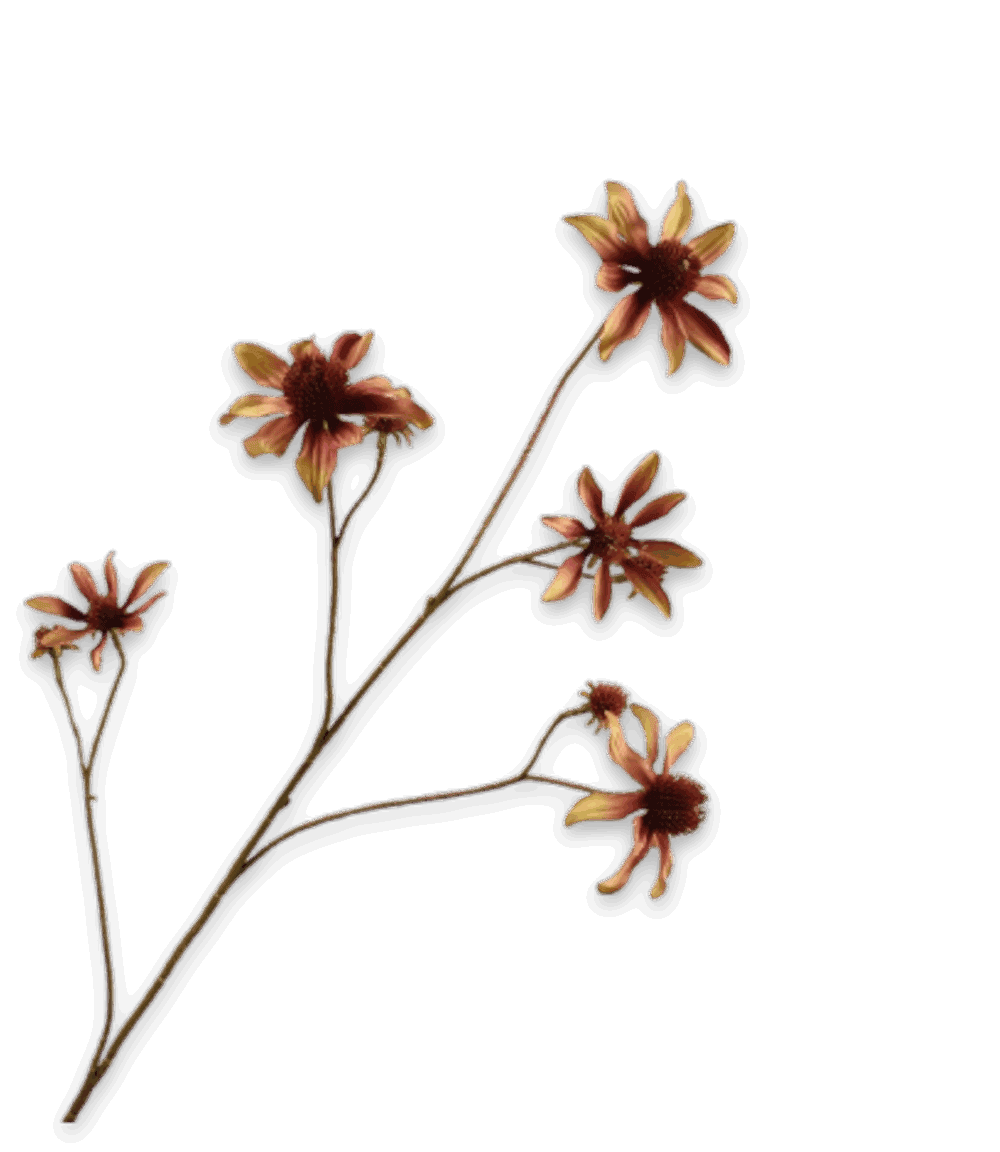 Rudbeckia tak cremé bruin Silk-ka 91 cm