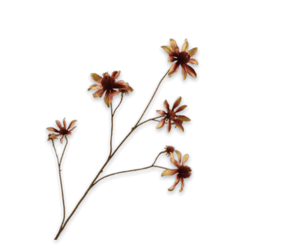 Rudbeckia tak cremé bruin Silk-ka 91 cm