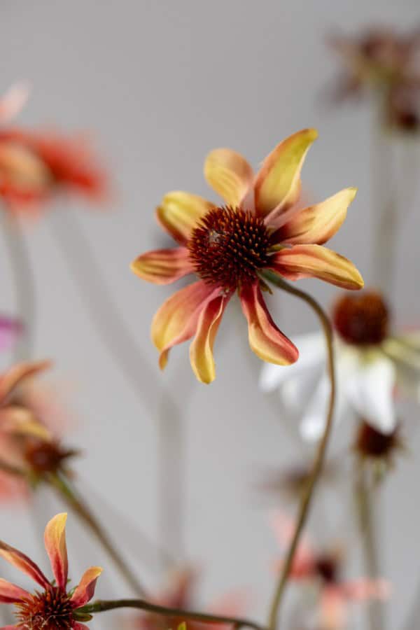 Rudbeckia tak crème bruin 91 cm van Silk-ka