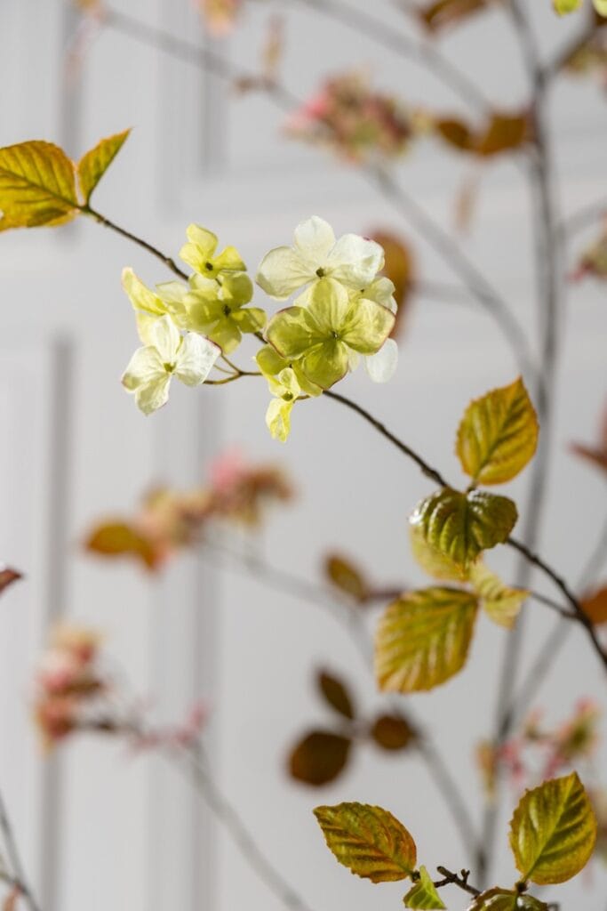 Hortensia tak