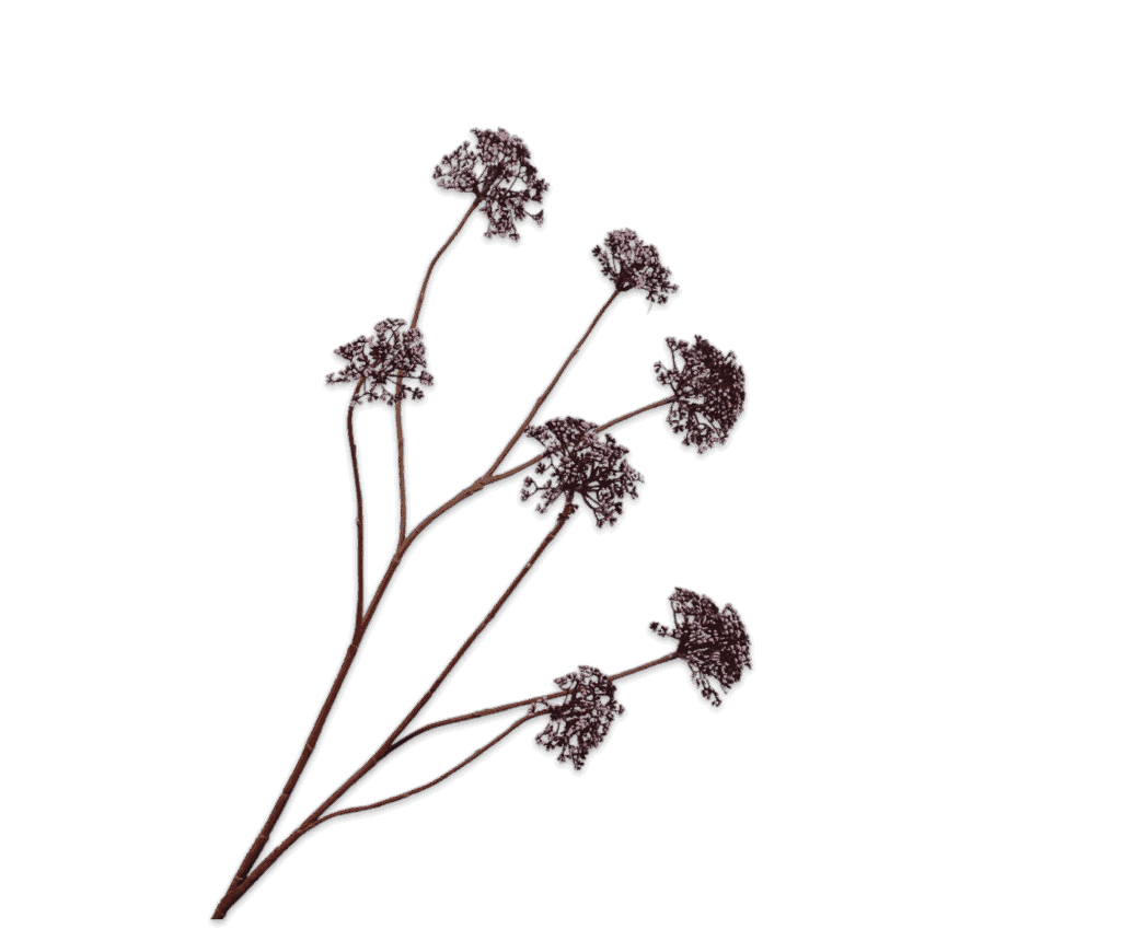 DILLE TAK BORDEAUX 105 cm