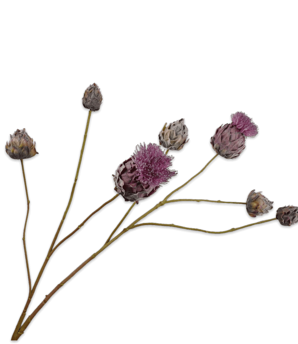 Distel tak paars