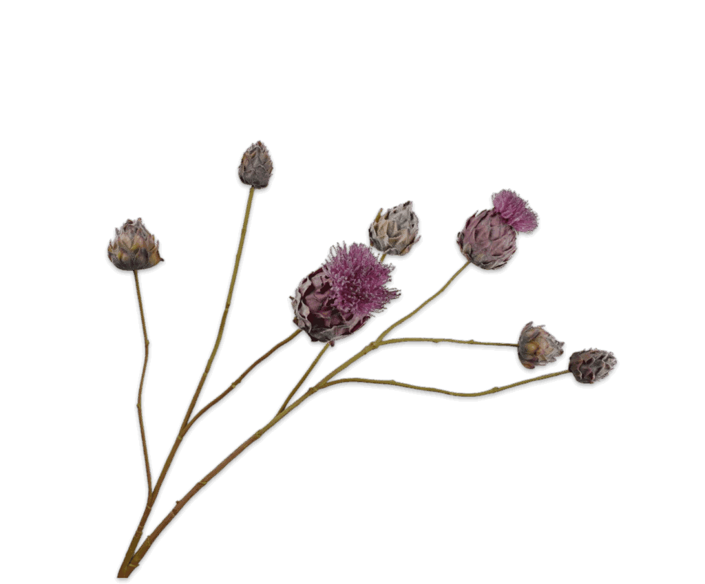 Distel tak paars