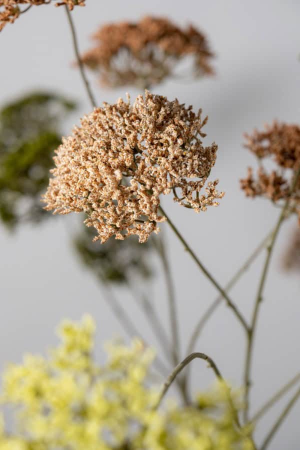Trachelium bloem halskruid 85 cm zalm Silk-ka