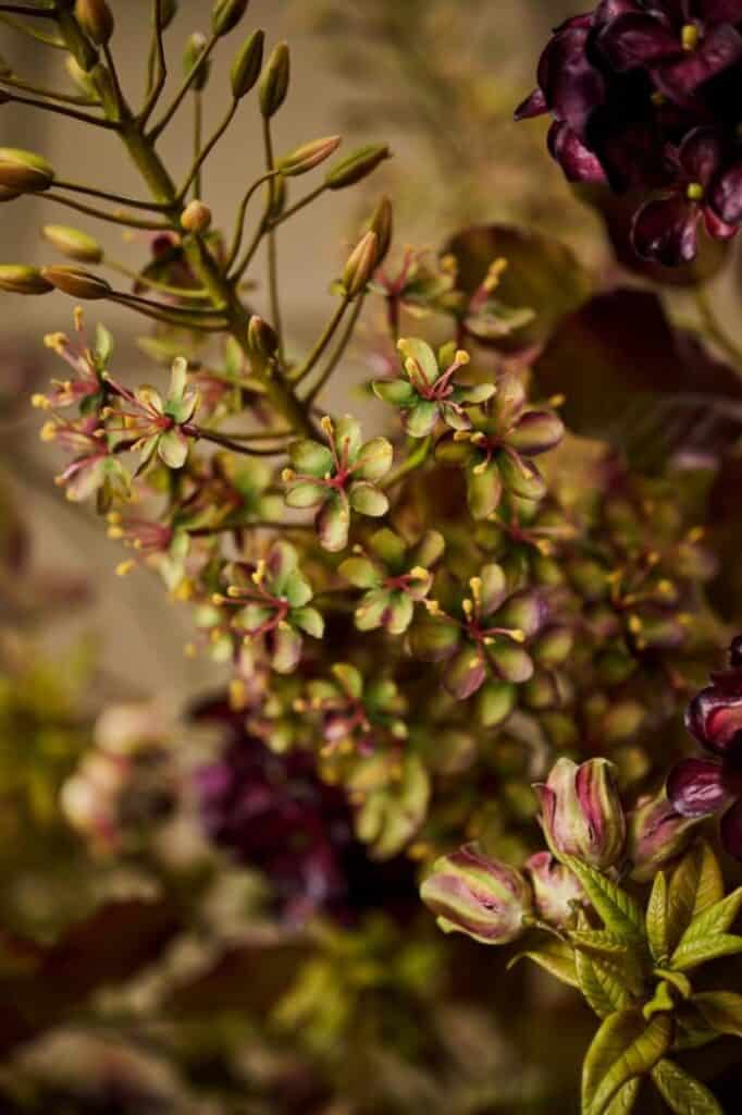 eremurus steel brn/grn 107 cm