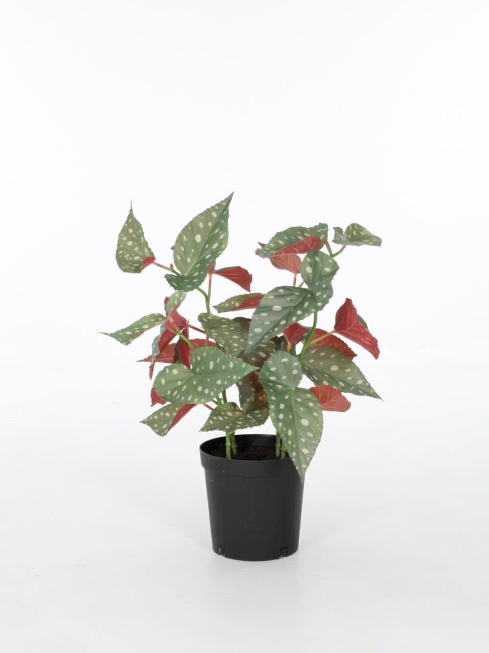 Begonia 62cm