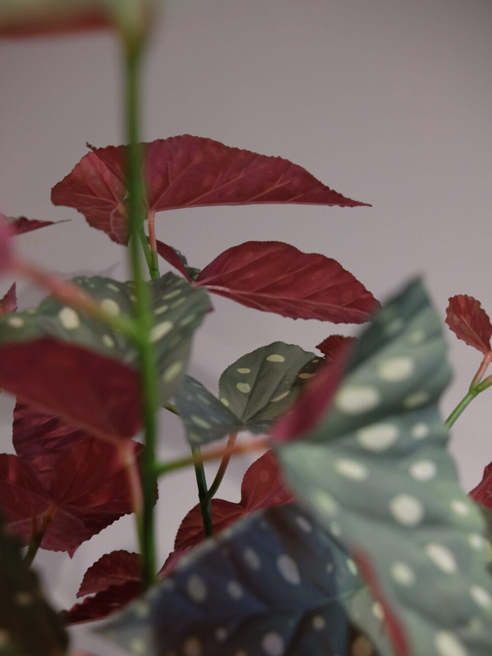 Begonia kunstplant