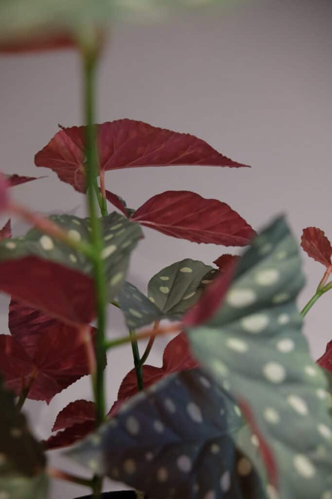 Begonia kunstplant