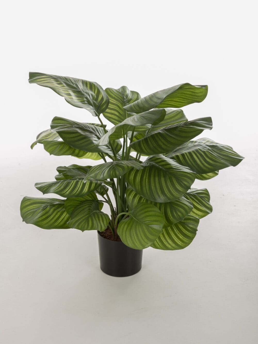 Calathea Fasciata Plant 76cm