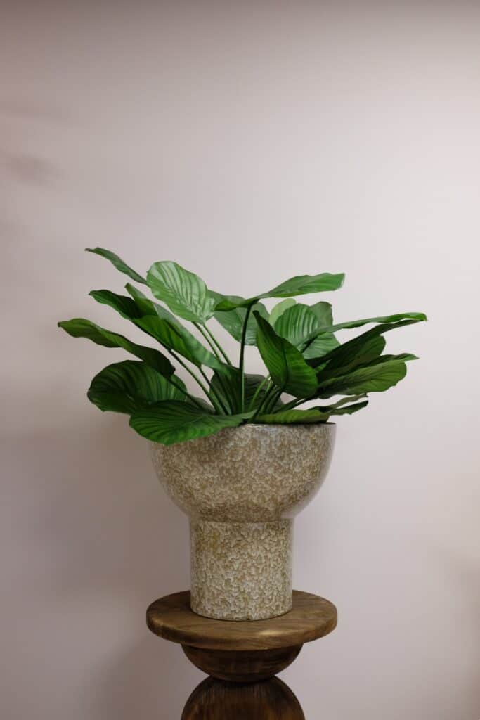 Calathea Fasciata Plant 76cm
