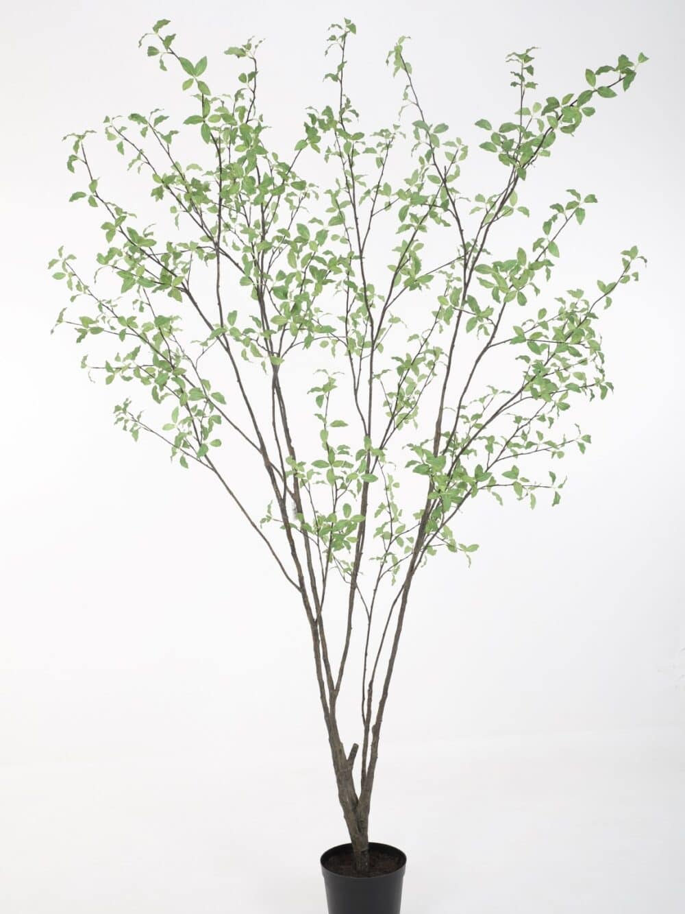 Pittosporum kunstboom 250cm