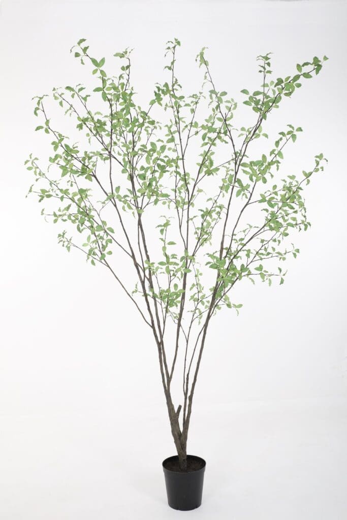 Pittosporum kunstboom 250cm