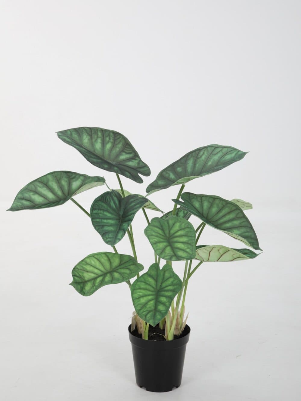 Alocasia in Pot 66cm