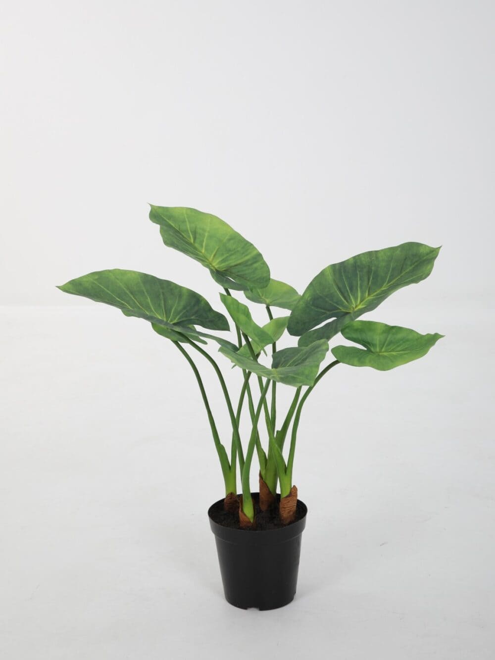 Alocasia 60cm