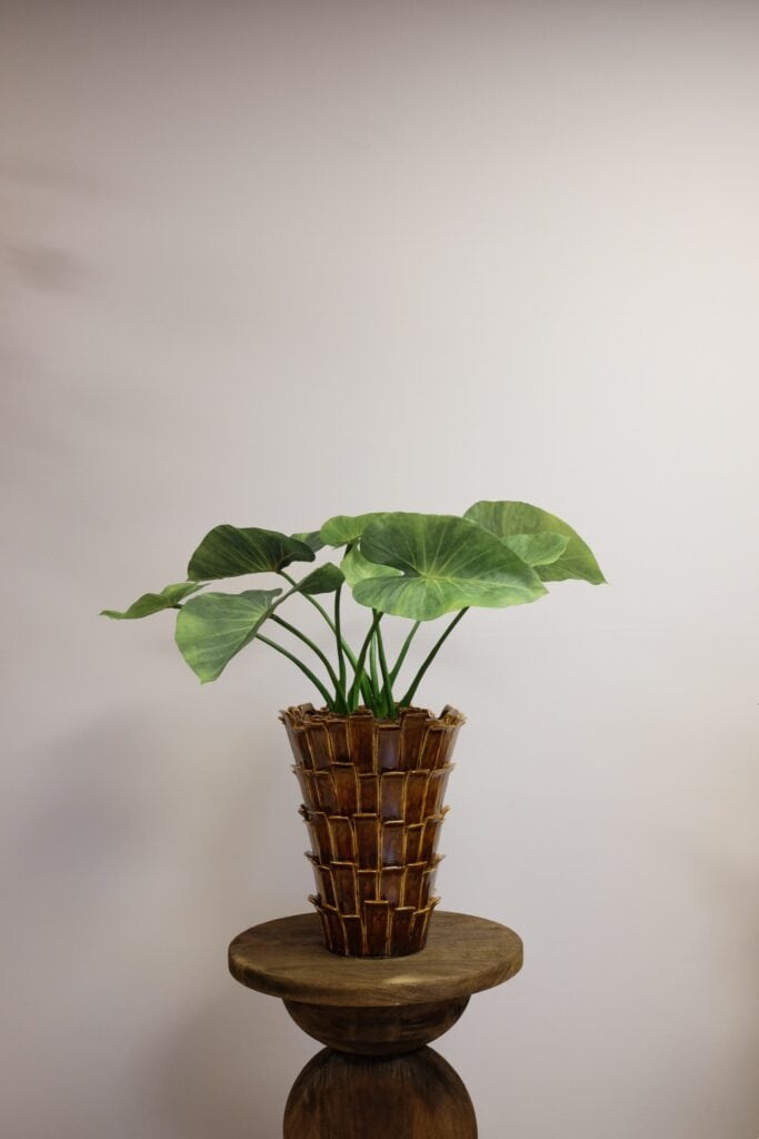 Kunstplant Alocasia