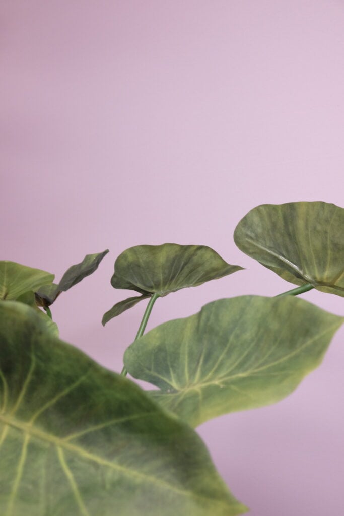 Kunstplant Alocasia